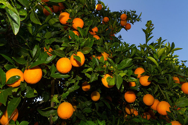 树枝上新鲜的橙子