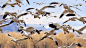 greylag. Flock of Greylag geese during their winter migration at Bosque del Apache National Refugee, New Mexico. greylag goose (Anser anser)