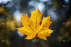 以公园里的秋叶为背景