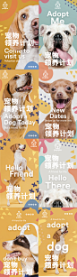 宠物领养海报