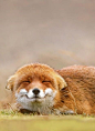 I mean just look at that face! #fox #adorable #face #cute