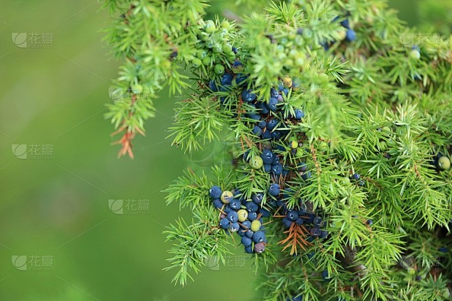 常青树上的普通杜松浆果