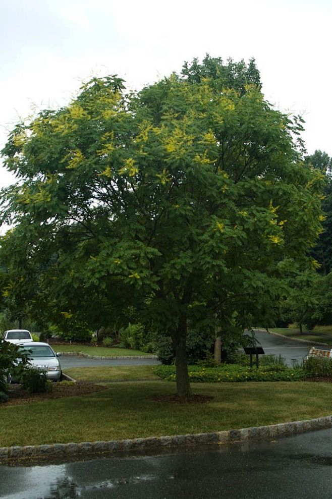 星与晴从景观点点转采于2019-03-11 16:40:20栾树单体及介绍星与晴同