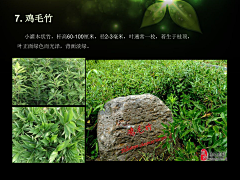 —MZH采集到Z—植物意向图—爬藤植物、竹子