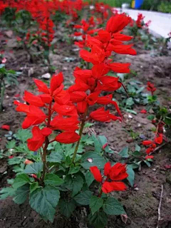 飞扬国际采集到92种常见花的开花时间