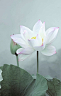 心似莲花开