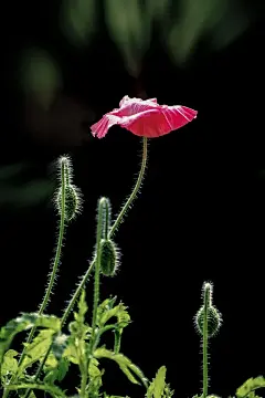 春夏季节罂粟科花卉植物虞美人美丽绽放壁纸美图图片下载