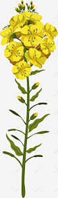 盛开的黄色油菜花 免费下载 页面网页 平面电商 创意素材