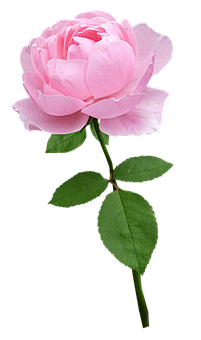 玫瑰, 干, 淡粉色, 花, 盛开