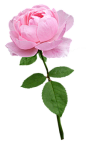 玫瑰, 干, 淡粉色, 花, 盛开