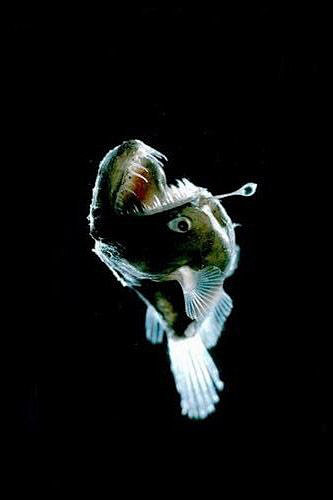 灯笼鱼图片 恐怖图片
