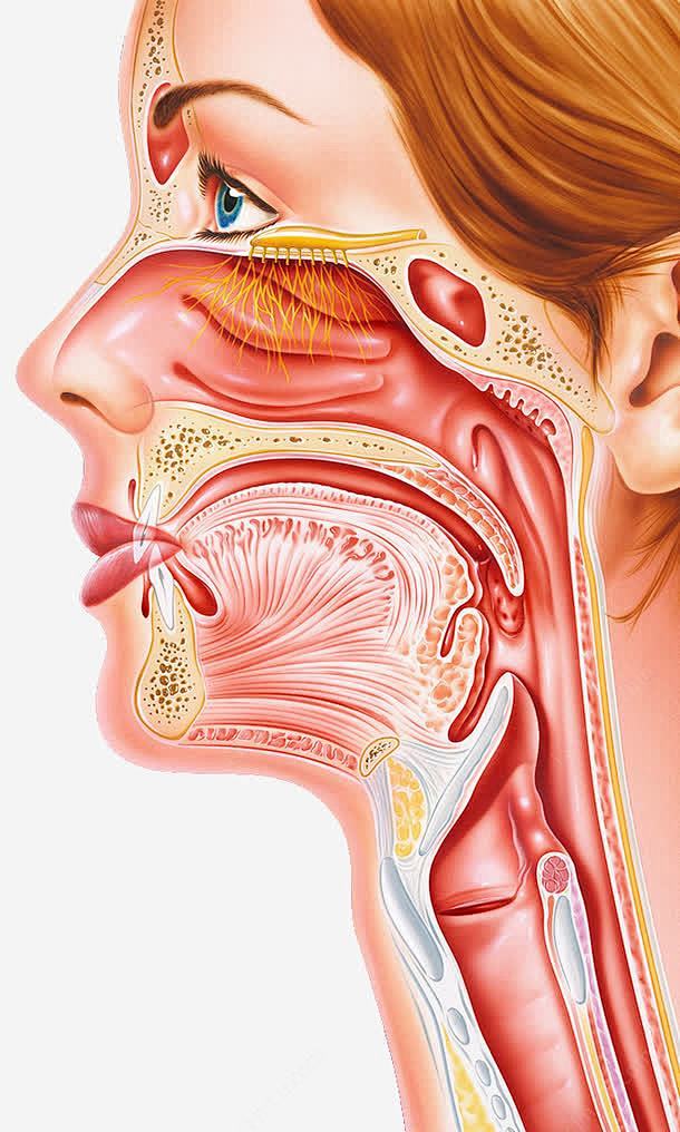 人体鼻腔气管器官 创意素材