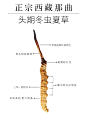 冬虫夏草  养生滋补  滋补类   主图  