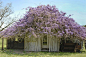 wisteria roof | Reclamied By Nature | Pinterest