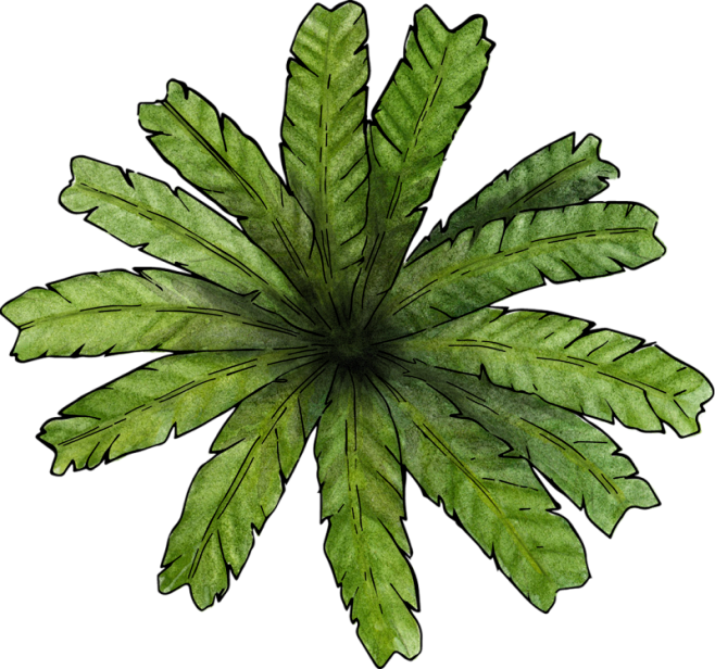 PNG 环艺 树木 植物 水彩 手绘 树...