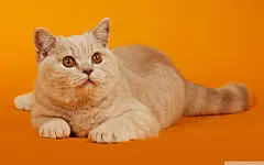 高清小萌猫桌面壁纸  #优质# #动物# #高清#