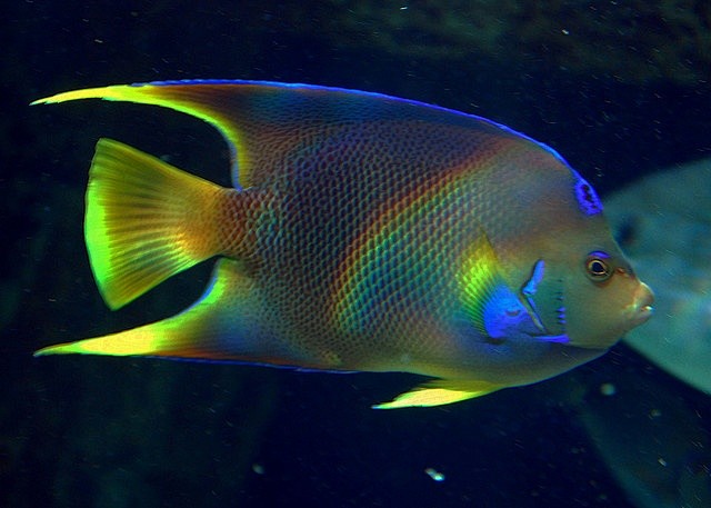 angelfishrainbowbystgrundy