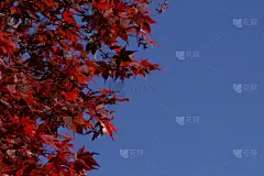 枫树,天空,贺卡,留白,水平画幅,马尼托巴湖,秋天,无人,蓝色,盒子