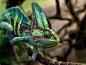 Chameleon by dranrebesor on deviantART