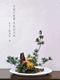 中式插花｜写景盘花｜文人花｜松菊｜秋景_1_珊贝｜中式插花_来自小红书网页版