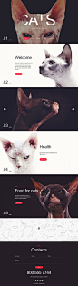 猫响应网站模板http://www.templatemonster.com/website-templates/responsive-website-template-58052.html