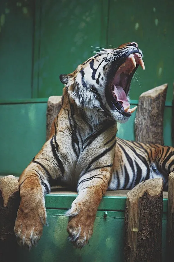 Tiger-花瓣网