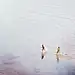 牙吱