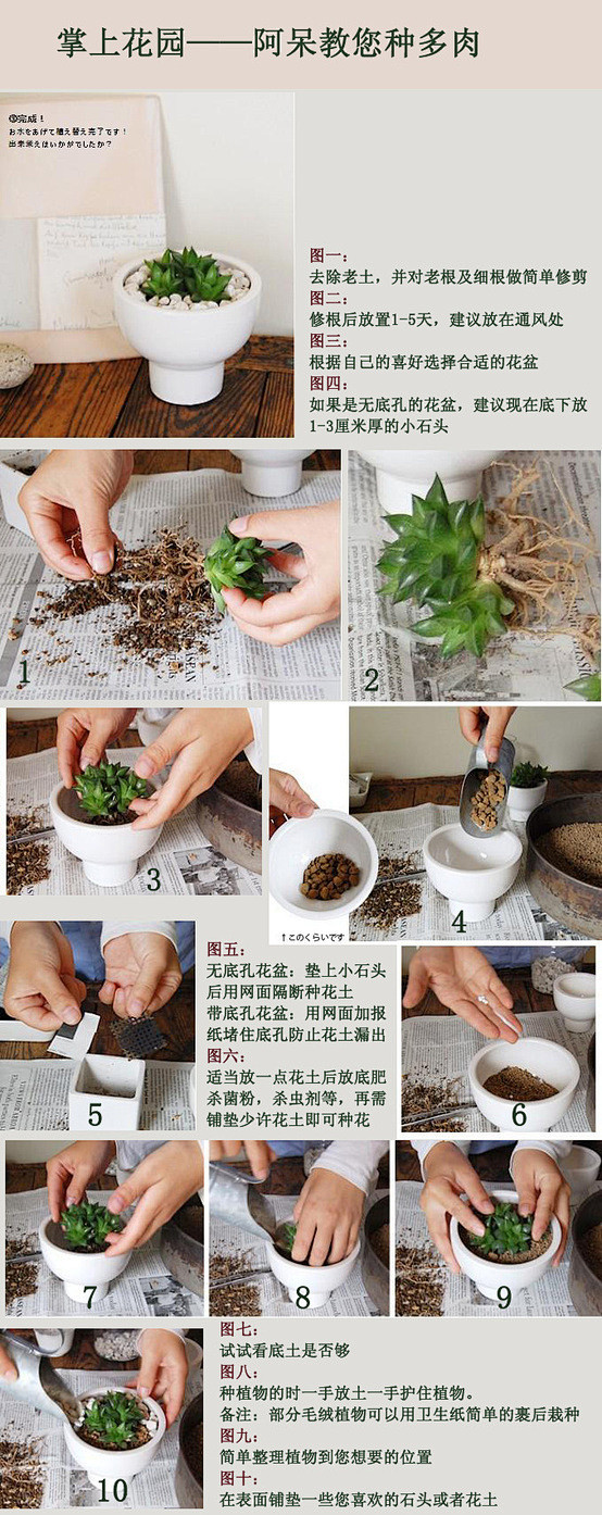 多肉植物的盆栽制作 - 花卉讲场 - 花...