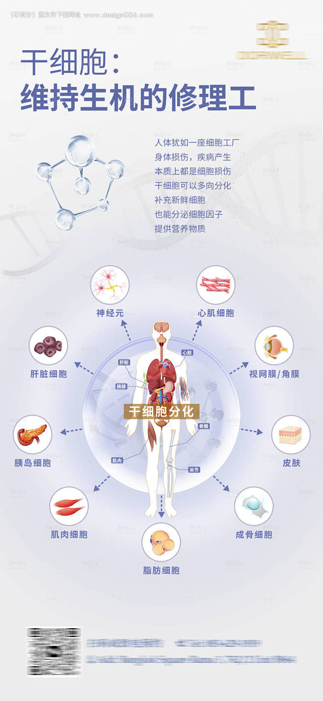 干细胞分化海报-源文件【享设计】