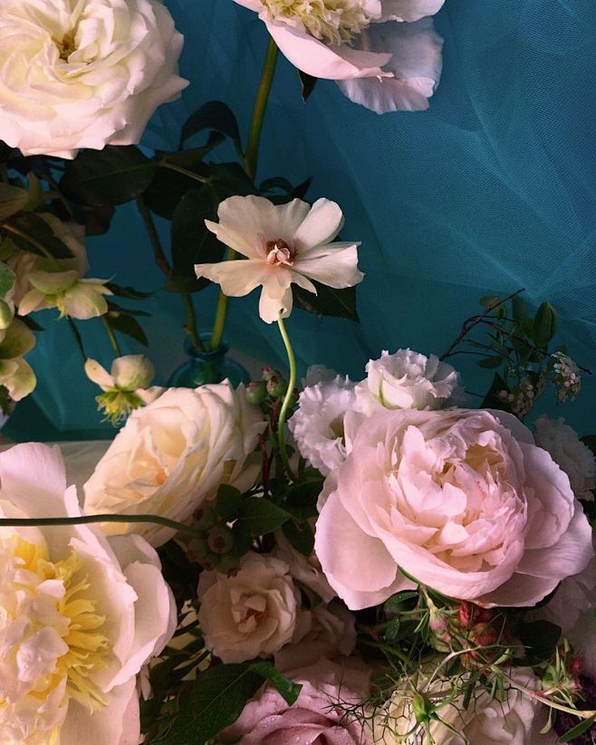 图片中可能有：花、植物、大自然和户外