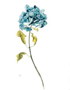蓝の染采集到花卉