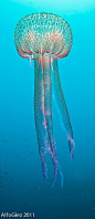 Purple jellyfish, Aguilas, Spain - (CC)Alfonso Gonzalez - www.flickr.com/photos/alfonsator/6005945712/in/photostream