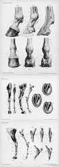 【马的解剖学结构  Horse anatomy by Herman Dittrich 绘画参考】