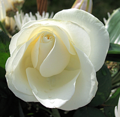 〆流年亦夢╮采集到花卉•白玫瑰