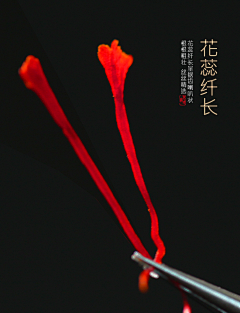 _Raintina采集到藏红花