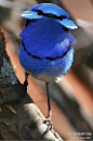 恶意卖萌啊这是！辉蓝细尾鹩莺Splendid Fairy-wren #鸟#