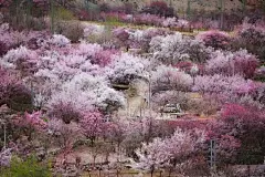 【花开中国 帕米尔高原的杏花】 在塔什库尔干河和叶尔羌河河谷里，深蓝的河水、盛开的杏花和昆仑山的苍茫荒凉形成了鲜明的对比，给人以强烈的视觉差。特别说明：根据以往几年的经验，帕米尔杏花的花期一般在3月下旬到4月上旬。#新疆杏花沟##新疆春天#@俺叫老鬼 ​​​​