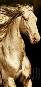 Horse Art - The Golden Horse - by Marcie Lewis - from Regilla: 