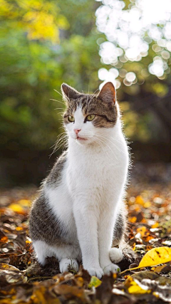 十二的猪采集到动物