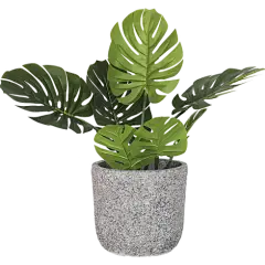 389DAlc 盆栽png 北欧植物 透明素材植物 居家装饰绿植 免抠素材