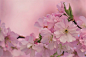 cherry-blossom-6187453_1280