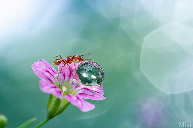 Miki Asai在 500px 上的照...