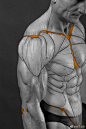 干货：人体 肌肉结构分析资料❤️对人物速写素描人体和插画动漫都有帮助哒（出自作者：AnatoRef） ​​​​

#绘画学习# #绘画参考# ​​​​