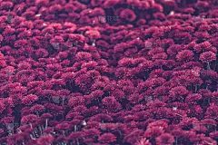 秋花紫菊，择焦点