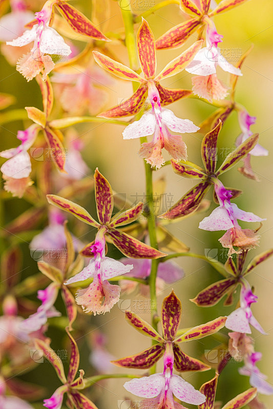 兰花是一种附生兰花，属附生兰花