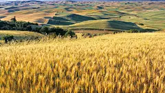 高清晰金黄的小麦壁纸封面大图