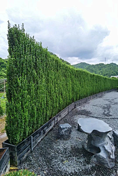 直立冬青齐尚景观-庭院/文旅采集到绿化景观设计-立体绿化/垂直绿化