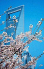 上海丨上海世纪大道樱花园 位于地铁2号线东昌路站出口，也就是世纪大道上，在崂山西路，浦东南路之间。樱花园盛开的樱花如云似锦，偶有微风便洒下满园樱雨，与园中的小桥流水、圆桌石凳共同形成了一个超脱于都市喧嚣…