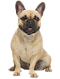 French Bulldog: Temperament, Lifespan, Grooming, Training | Petplan