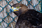 一只金雕(Aquila chrysaetos)非常近距离地展示着金色的羽毛、黄色的眼睛和喙。